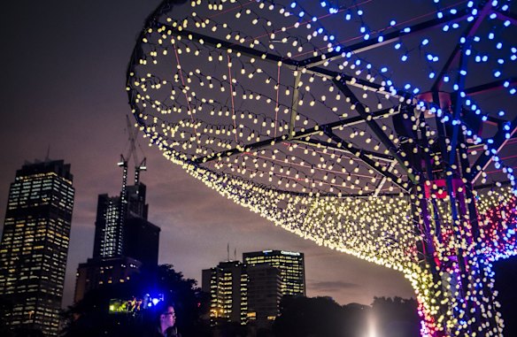 Vivid in the Royal Botanic Gardens.
