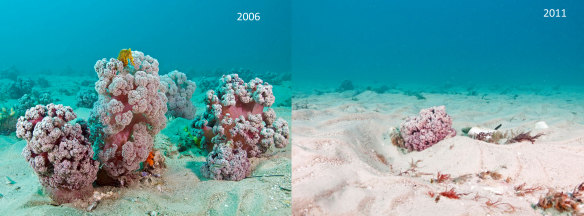 Photos show the decline in cauliflower soft corals in Port Stephens.