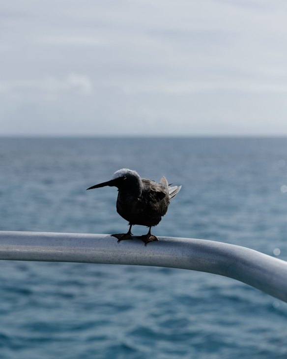 A trip out onto the reef is never complete without a bird dropping in and checking things out. Birds form part of the delicate ecosystem.