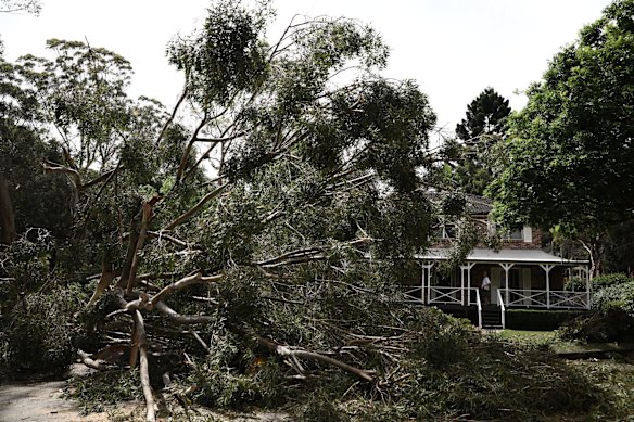 Large trees have fallen on Dumaresq Street in Gordon after a storm passed in Sydney.