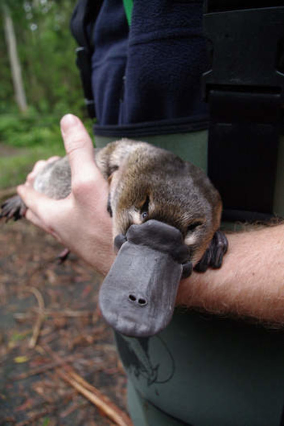 Platypus milk could contain an important ingredient.
