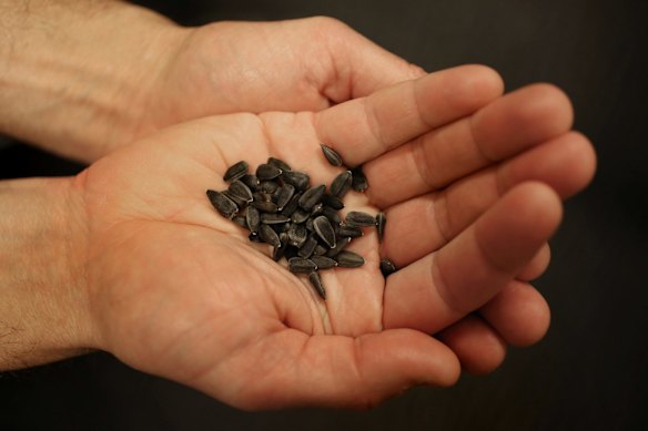 Mark Whattam from the Department of Agriculture holds the sunflower seeds grown in quarantine from the sunflowers collected at the MH17 cockpit crash site.