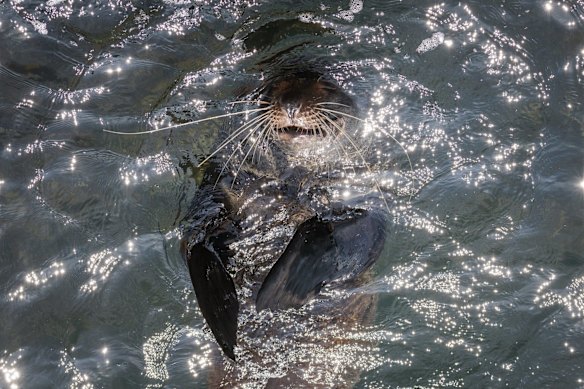 An Australian fur seal in Sydney Harbour, June 2022.