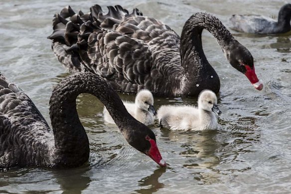 Spring baby animals