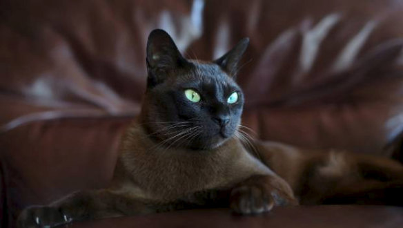 Arthur, a beloved Burmese 4-year-old pet, was allegedly shot on his neighbour's property.