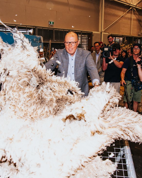 Dutton throws wool onto a wool-grading table at Sydney’s Royal Easter Show.