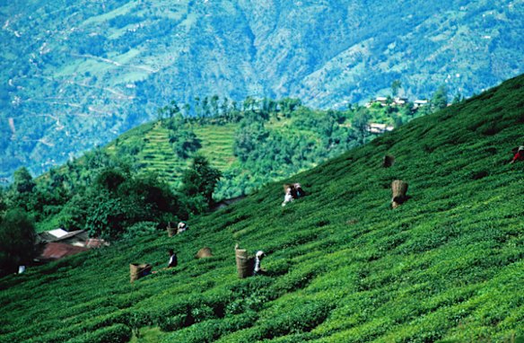 9. DARJEELING, INDIA. Here you're surrounded by the stuff: tea in the cafes, tea in the bazaars and a deep-green leafy profusion of tea cascading down the hillsides.