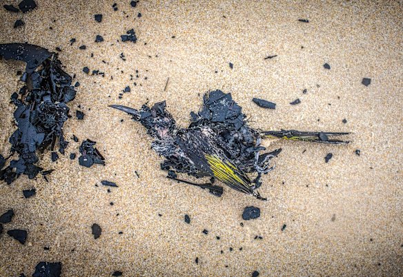 Possibly a Honeyeater.