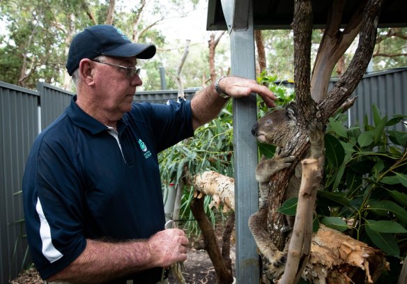 Ron Land, president of the Port Stephens Koalas, a volunteer group that cares for injured and sick koalas. The animals are held at the new Port Stephens Koala sanctuary and returned to the wild if possible.