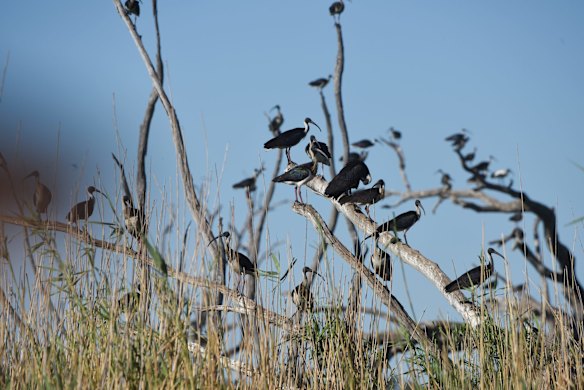 An Ibis colony with thousands of infant birds in the Macquarie Marshes. 