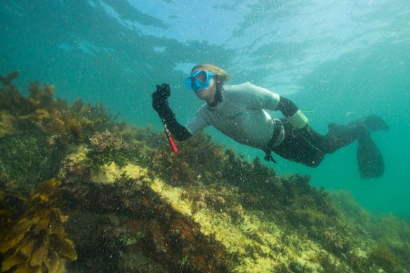 Marine Ranger Jack Dowson takes an audit of marine life and habitat on a reef near  Point Nepean.