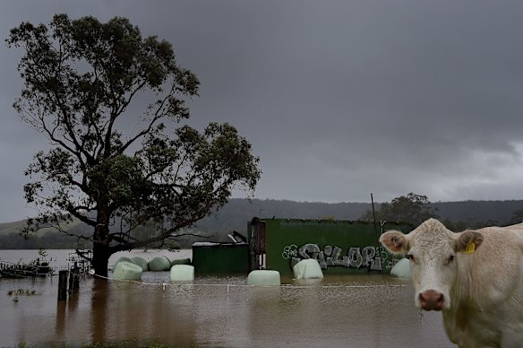 Hay bales partially submerged in the floodwaters on the Sopers' property at Shoalhaven Heads.