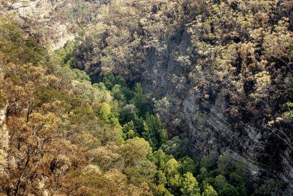 The Wollemi pines are found in the wild in just four locations, in close proximity, in remote region within the Wollemi National Park.