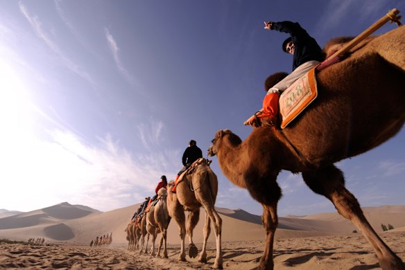 Silk Road camels cross the sands of the Gobi Desert. Photo: AFP/Peter Parks.