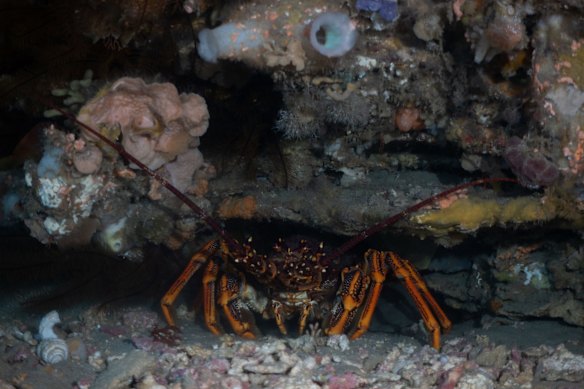 Rock lobster - Port Phillip Heads Marine National Park.