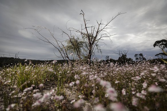 Pink Flannel flowers (Actinotus forsythii) bloom at Gooch's Crater near the Gardens of Stone National Park in Lithgow.