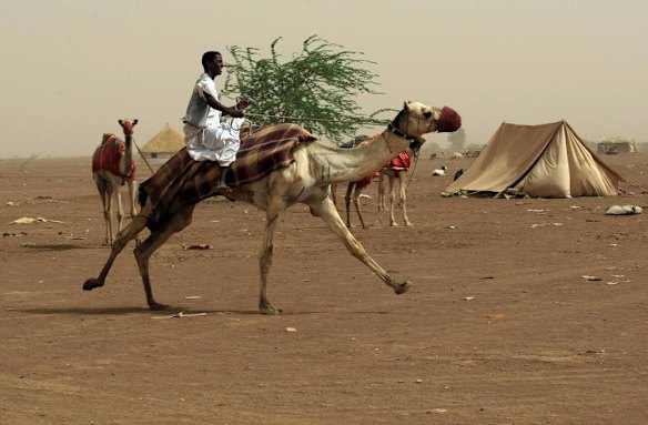 Sudanese camel race