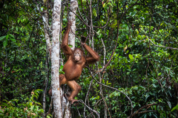 Tanjung Puting National Park, Kalimantan.