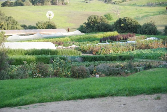 Best seeds for plants, produce: why not all are equal