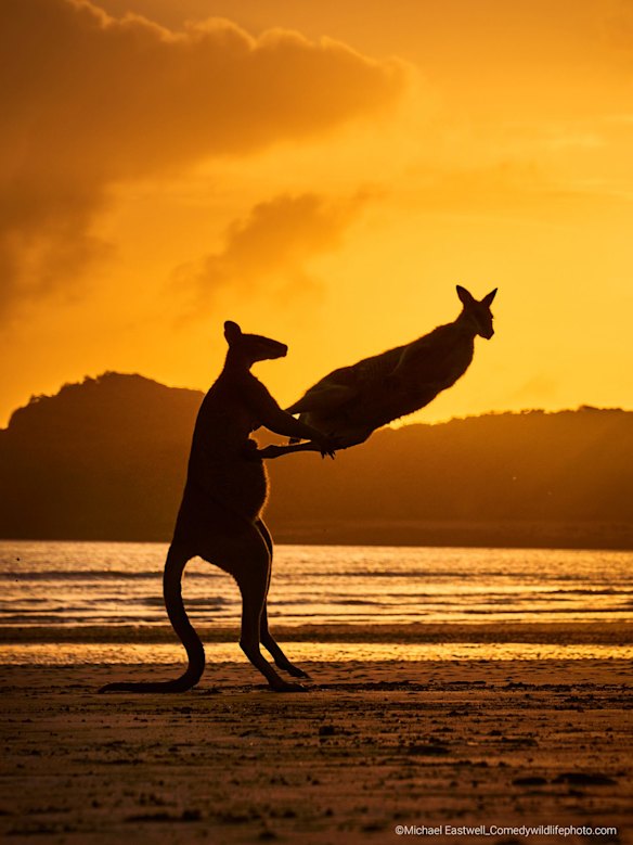 Highly Commended

Title: It's all kicking off!
Description: Apart from its beauty, Cape Hillsborough is renowned for its resident kangaroos and wallabies. I visited the area for three consecutive sunrises, but it was on my final morning that I captured this beautiful spectacle, two wallabies playing / fighting on the beach as the sun burst through the surrounding clouds.
Animal: Wallabies
Location of shot: Cape Hillsborough, Queensland 