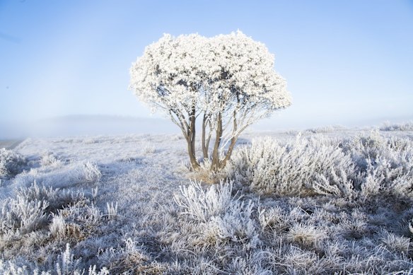  Frost on Long Plain in the Kosciuszko National Park on August 10.  The Long Plain Road turn off is an hour drive from Tumut via the Snowy Mountains Highway. Several mobs of brumbies live on the Long Plain in areas unaffected by the recent bushfires. 