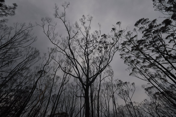 Burnt trees in Wingello State Forest; almost two-thirds of harvestable native forests were damaged in the Black Summer blazes.