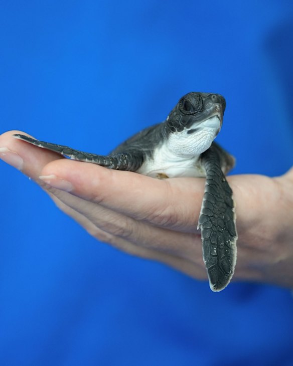 A green sea turtle hatching under examination at the Byron Bay wildlife hospital, in New South Wales.