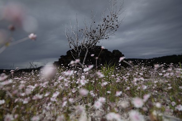 Pink Flannel flowers (Actinotus forsythii) bloom at Gooch's Crater near the Gardens of Stone National Park in Lithgow.
