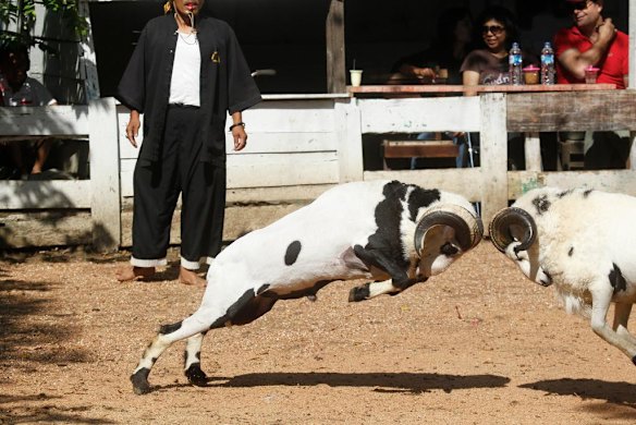 Ram fighting in Indonesia