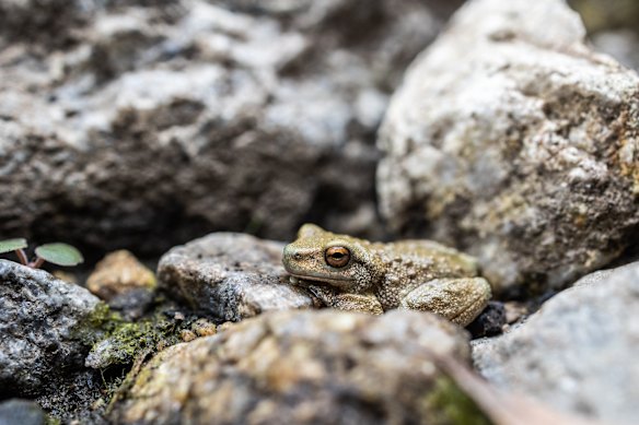 The spotted tree frog in the Kosciuszko National Park. Both known populations appeared to have become locally extinct on the north-west side of the Great Dividing Range.