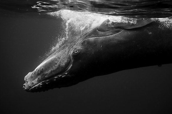 Intimate portraits of the Humpback Whale - Shot on location in Vavau, Tonga.