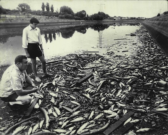 Kevin Stewart and his son John examine some of the thousands of dead fish in the Cooks River at Canterbury. Fishing boats have been prevented from leaving their moorings. December 27, 1973.
