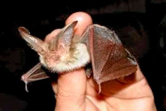 British bat