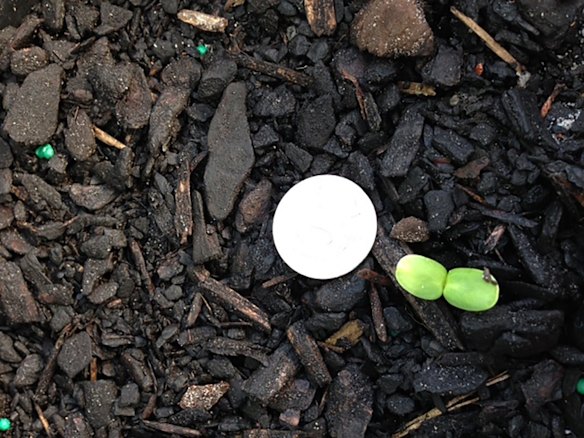 MH17 sunflower seeds growing at a quarantine facility in Australia breaking through soil in quarantine growing trials.