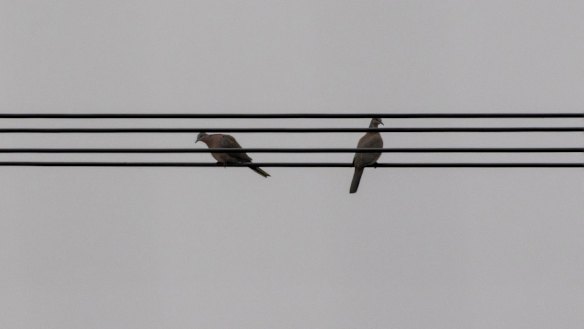 A couple of spotted doves resting on electric wires at Wuxing Farm in the eastern China's Jiangxi Province.