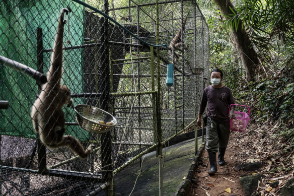 Feeding time at the Gibbon Rehabilitation Project sanctuary in Phuket, Thailand.