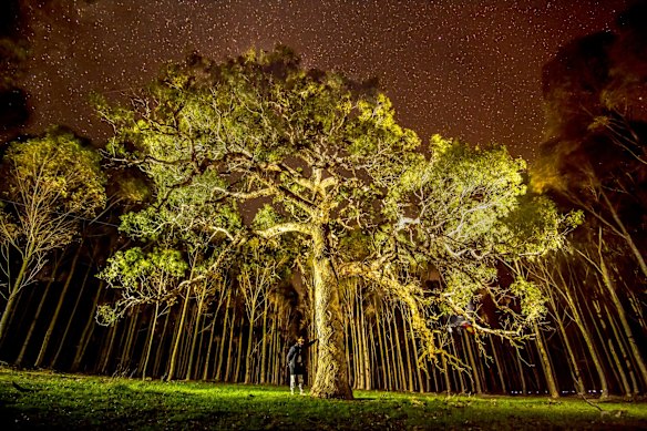 DT Zellanach next to the Directions Tree. This ancient Indigenous tree grew from a seed and the placenta of their ancestor many centuries ago. It is believed that the tree had the power to give spiritual guidance.