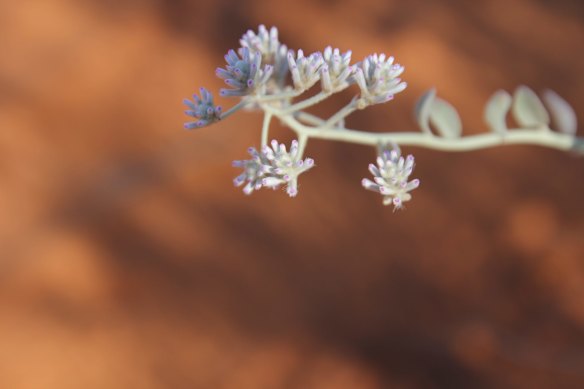 Wildflowers on the station