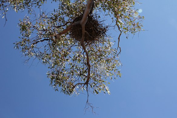 Nest of a brown falcon. 