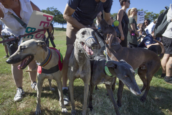 Rescue greyhounds at the Anti-Greyhound Racing Rally at Sydney Park, St Peters