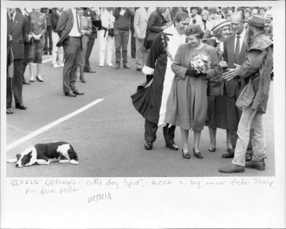 Cattle dog "Spud", the Queen and Spud's owner Peter Shamp on April 28, 1988.