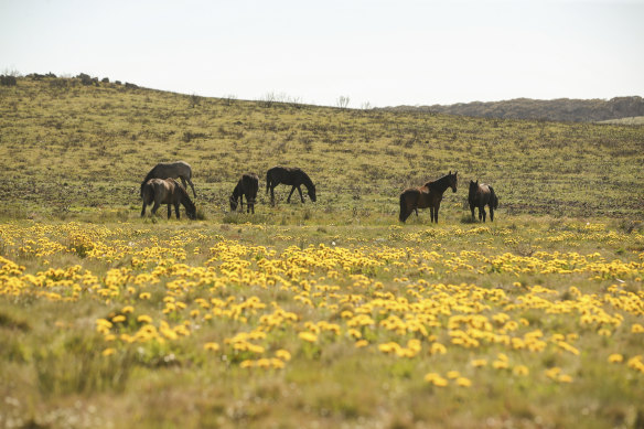 Feral horses at Long Plain near Kiandra, from last November. The latest count suggests numbers in the park may have fallen although researchers say they remain unsustainably high for the delicate alpine ecosystems of the Kosciuszko National Park.