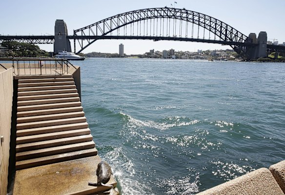 A New Zealand fur seal bakes in the sun on the Opera House steps in October 2014.