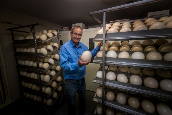 Last year, Hastings sent around 500 chicks to Pakistan for breeding and this year he's looking to kickstart the domestic egg market for unfertilised eggs. 