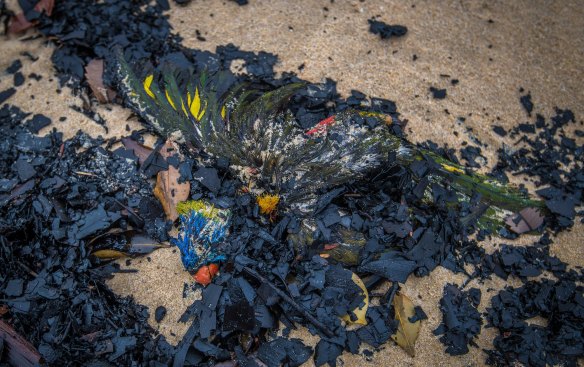 Birds that pershished in the fires washed up on Tip Beach just outside Mallacoota.