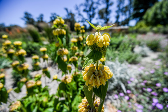 <i>Phlomis russeliana</i> in the nursery.