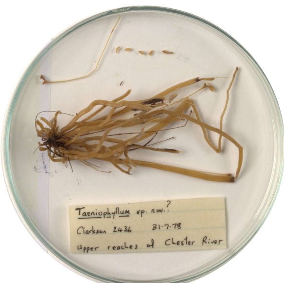 A petri dish containing the rediscovered orchid which was collected in 1978.