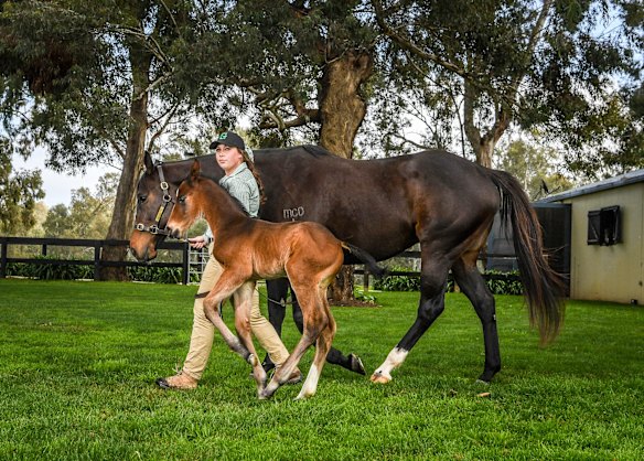 Saturday August 1 is the birthday of all horses. Yulong, the biggest breeding operation in Victoria, their first-season foal was born prematurely, sired out of Grunt and mare Penisular Miss.