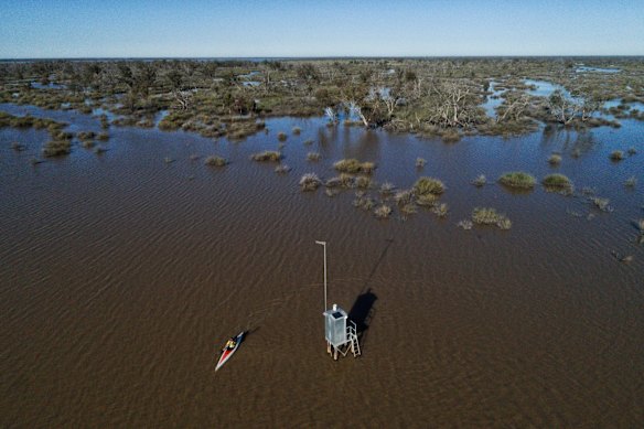 NPWS Ranger Peter Berney negotiates the Lignum in a kayak before entering Narran Lakes.