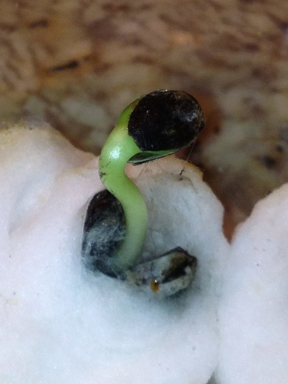 The first proof of life as the MH17 sunflower seed germinates on the windowsill of Sydney Morning Herald chief correspondent Paul McGeough's home in the US.